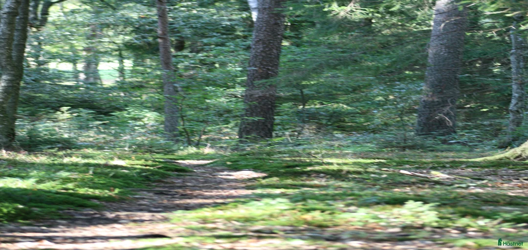 Galleribild {{count}}