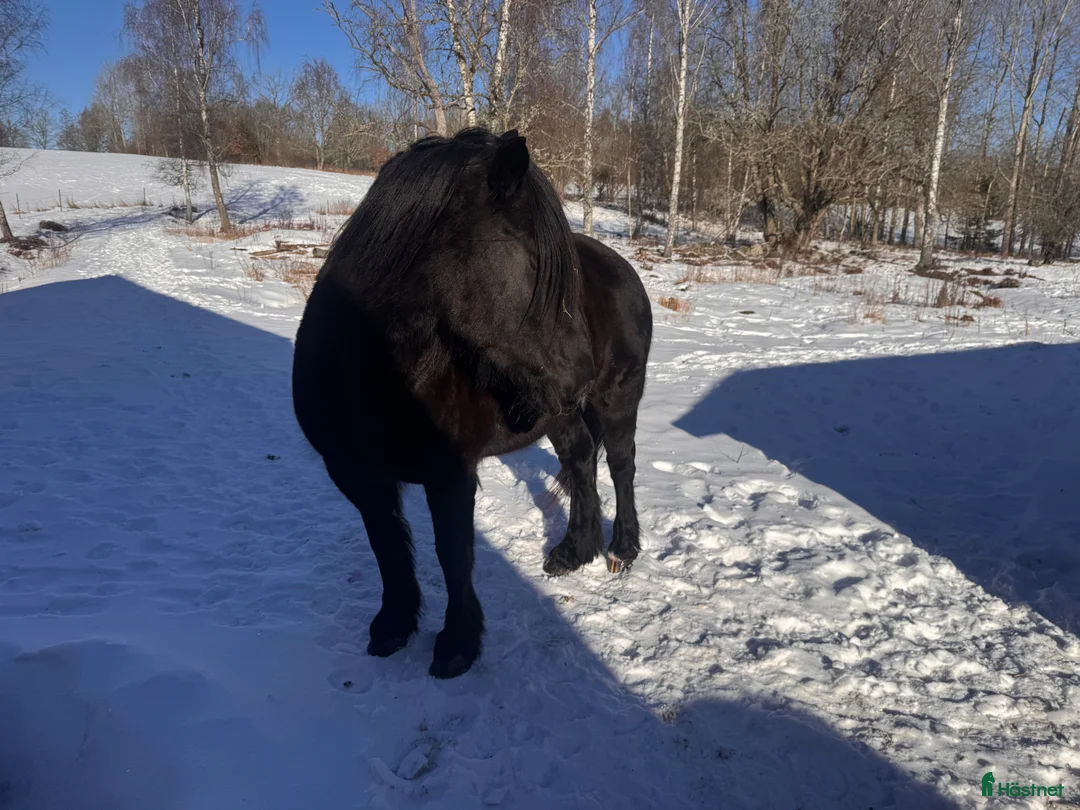 Sällskap hästar till salu: Mysig Nordsvensk - Annons 3