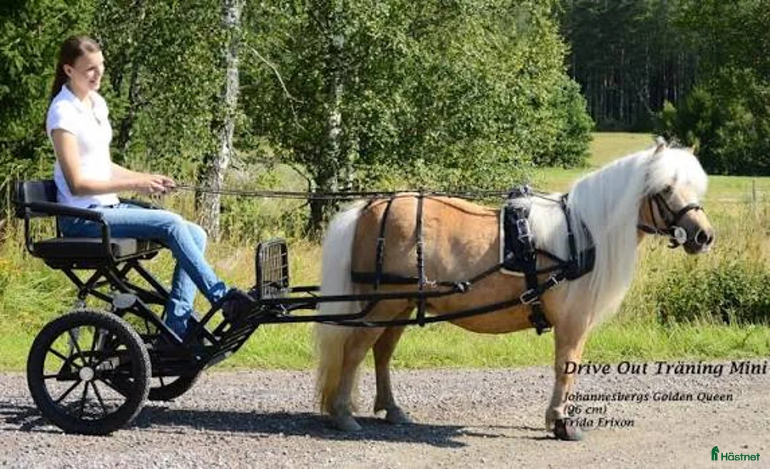 Körvagnar körning till salu: KÖPES: maratonvagn eller rockard till shettis i Karlskrona - Annons 2