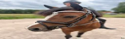 Allround hästar till salu: Maxad b-ponny sto säljes  - Annons 1
