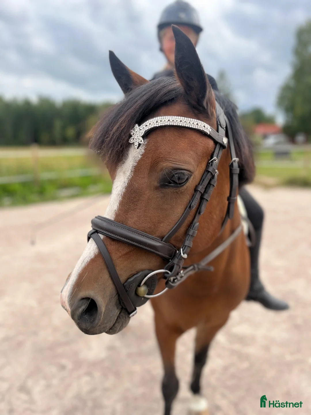 Allround hästar till salu: Maxad b-ponny sto säljes  - Annons 1