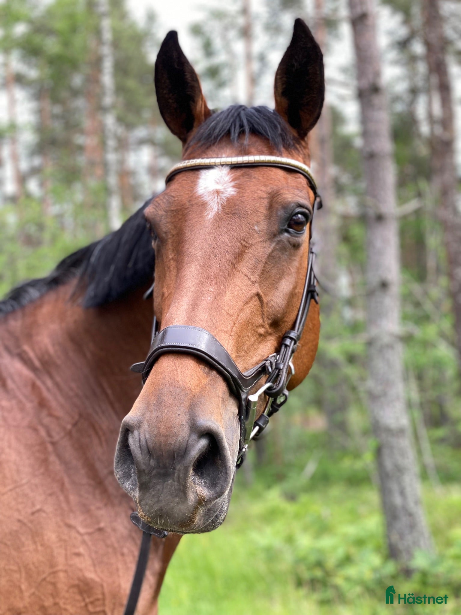  hästar Nytt hem sökes åt mitt fina sto - Annons 12