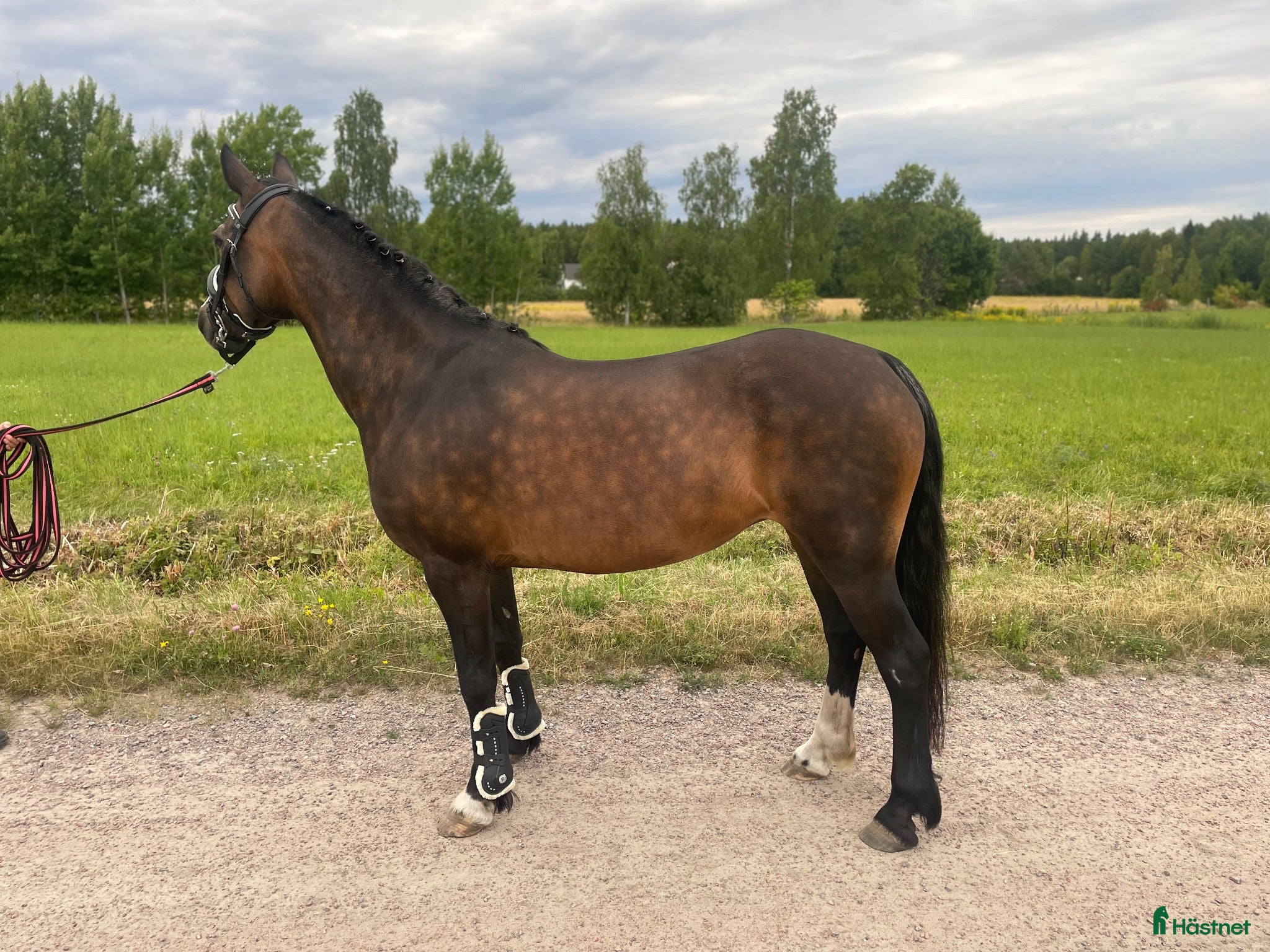  hästar Fin C-ponny som projekt - Annons 1