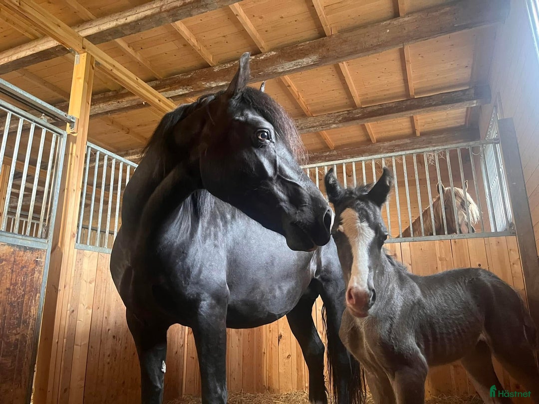 Allround hästar till salu: Sto med framtiden för sig  i Burträsk - Annons 3