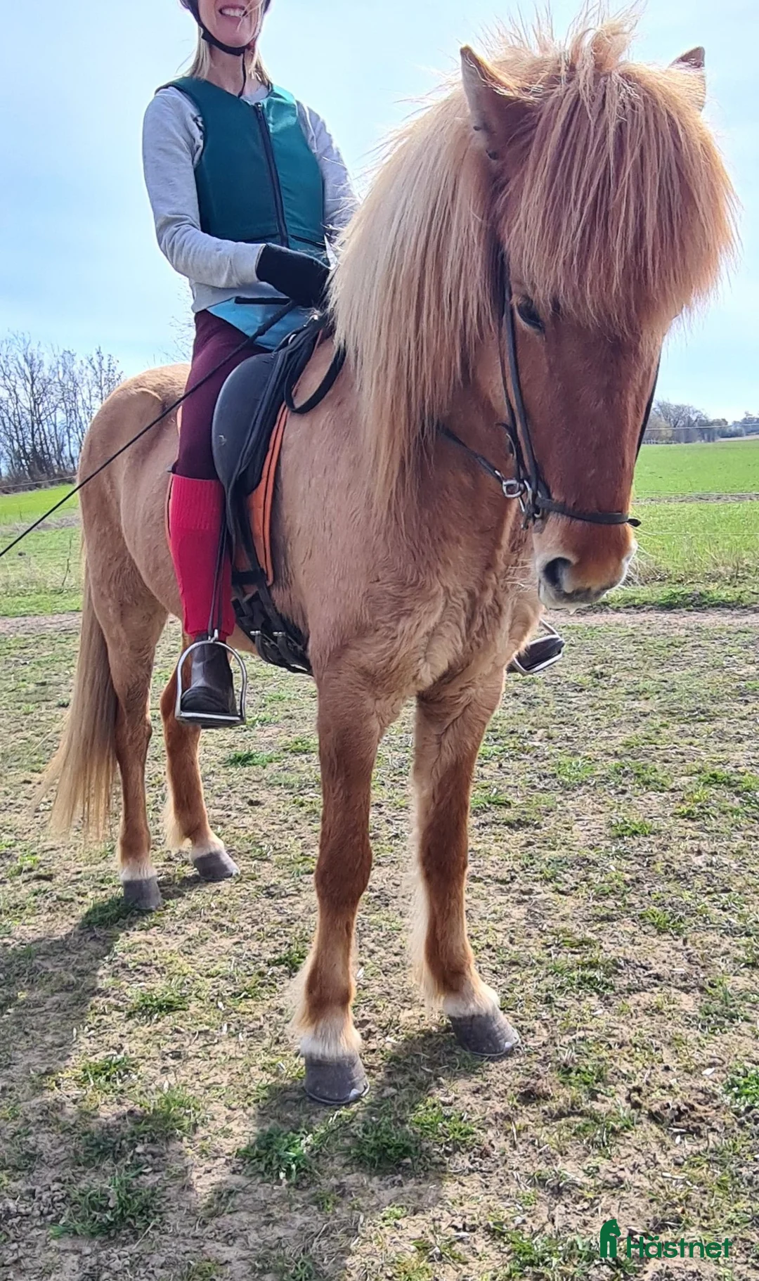 Island hästar till salu: Rödblack stor valack - Annons 2