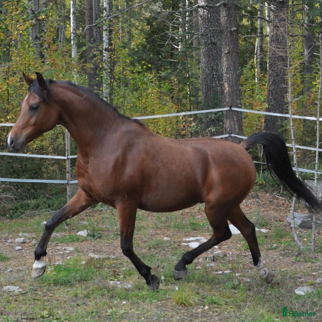 Allround hästar till salu: Snäll 11-årig arabvalack – trevlig hobbyhäst i Boden - Annons 10