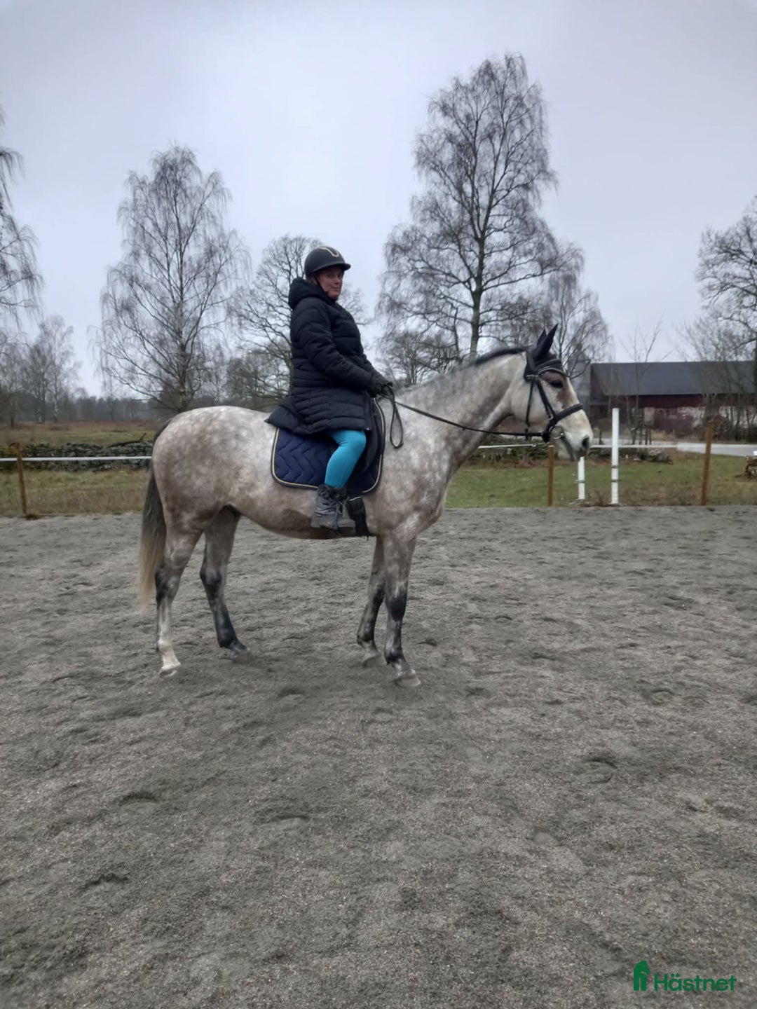 Allround hästar till salu: Trevlig kille i Torsås - Annons 3