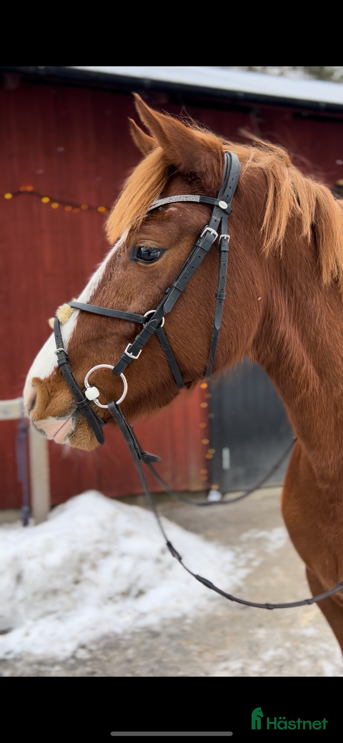  hästar Kvalitetsponny för framtiden - Annons 18