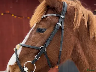 hästar Kvalitetsponny för framtiden - Annons 18