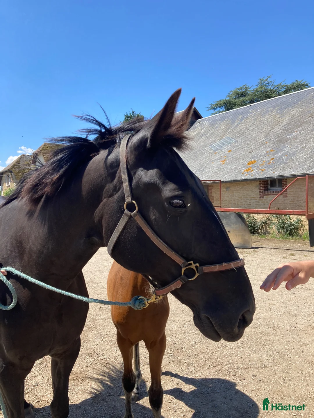Avelshästar hästar till salu: Fint sto till avel, ridning eller sällskap  i Klippan - Annons 2