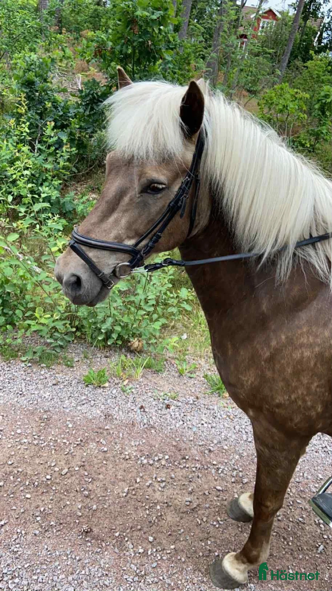 Island hästar till salu: Familje häst i Oskarshamn - Annons 1