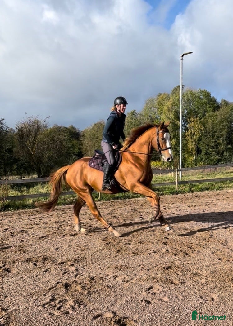  foderhäst Foderhäst eller annat upplägg sökes - Annons 6