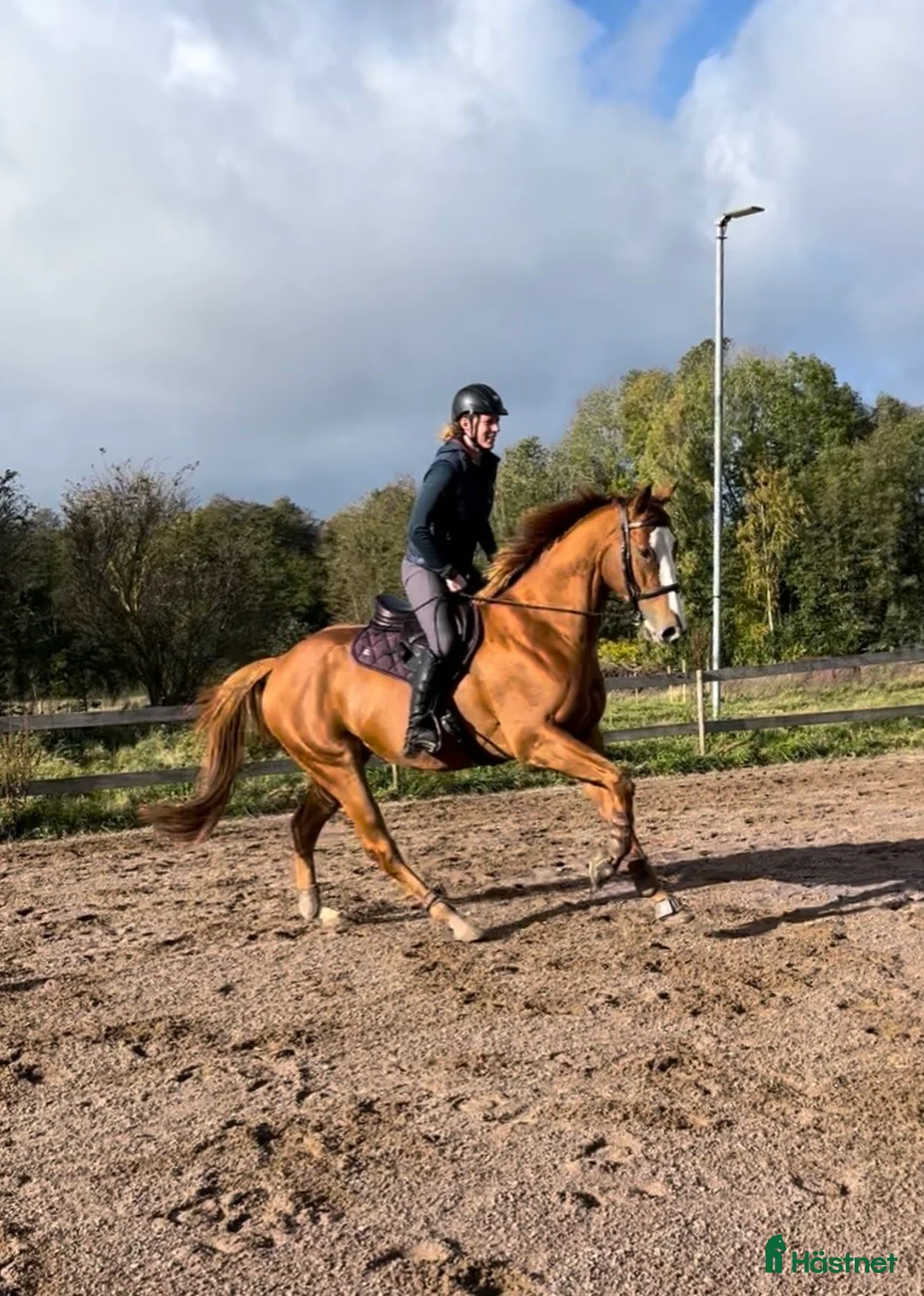  foderhäst sökes: Foderhäst eller annat upplägg sökes - Annons 1