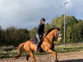 foderhäst Foderhäst eller annat upplägg sökes - Annons 6