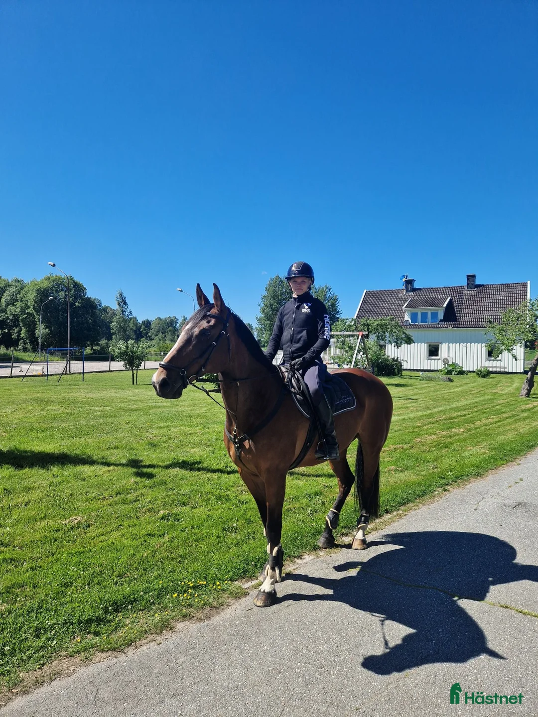  foderhäst finnes: Foderhäst 17år sto i Kumla - Annons 2