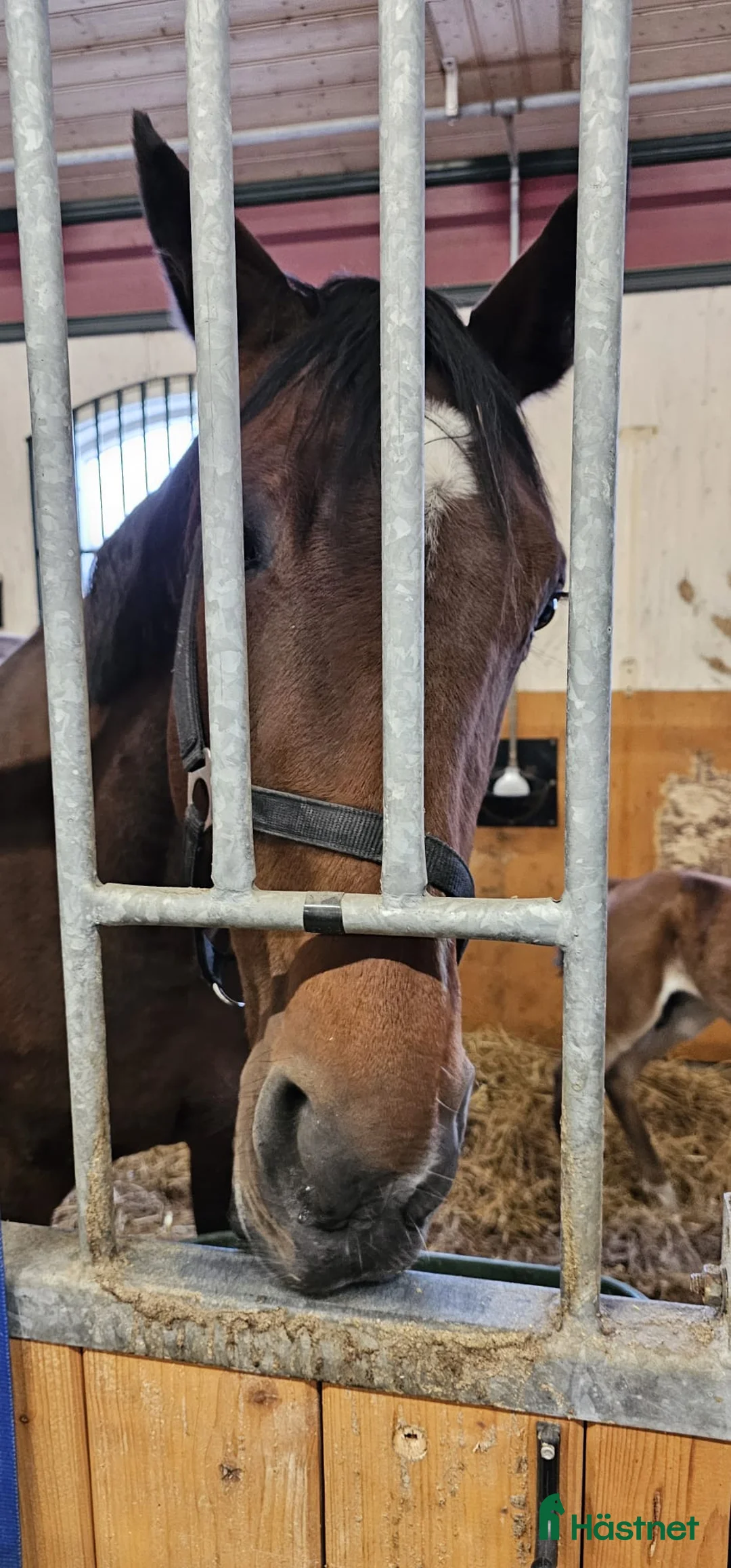 Avelshästar hästar till salu: Meriterat avelssto e. Maharajah uthyres – toppstam i Kungsbacka - Annons 1
