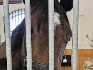 hästar Meriterat avelssto e. Maharajah uthyres – toppstam - Annons 4