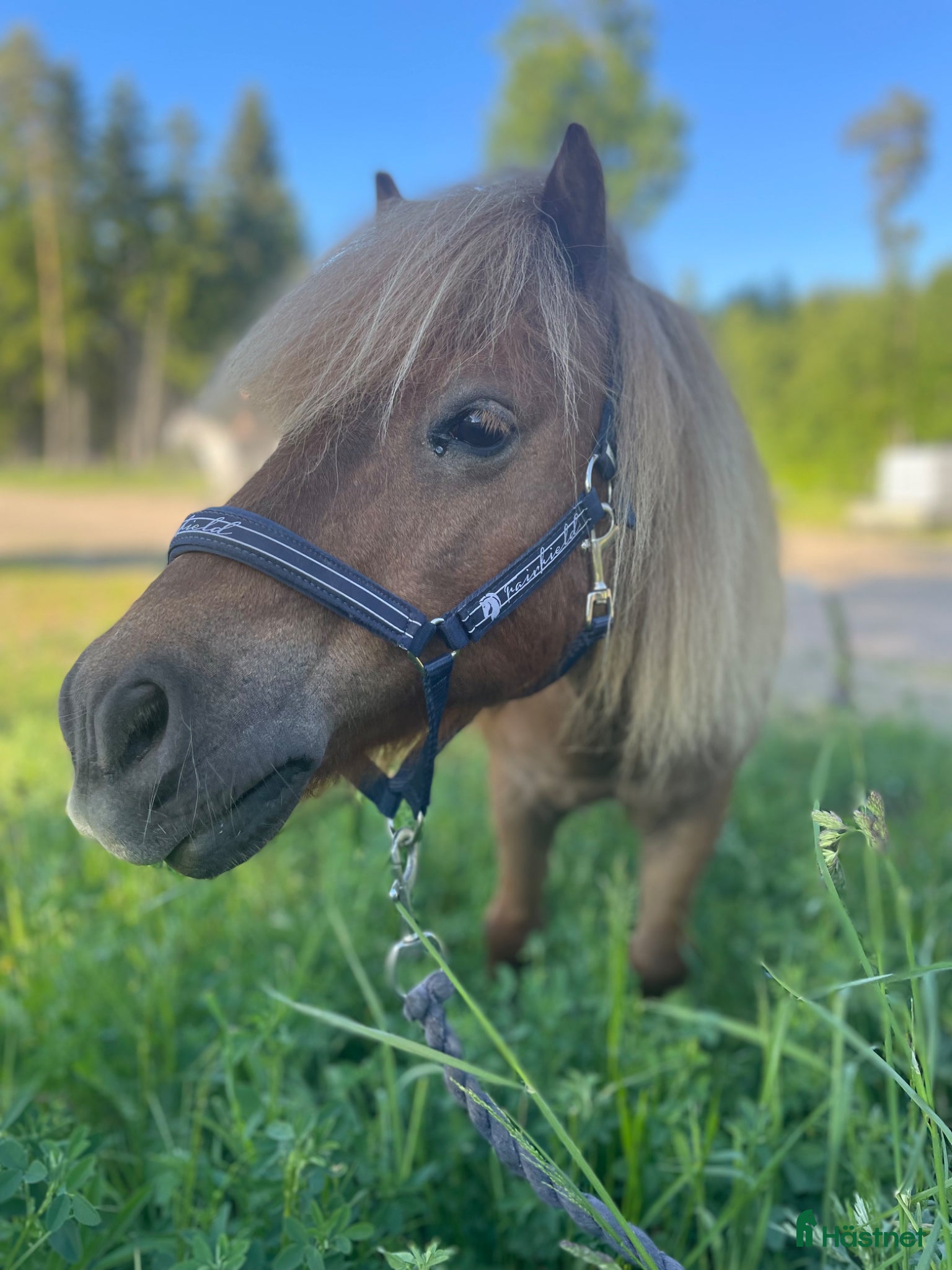  hästar Lilla Wille söker nytt hem - Annons 16