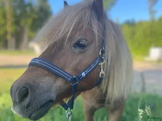 hästar Lilla Wille söker nytt hem - Annons 16