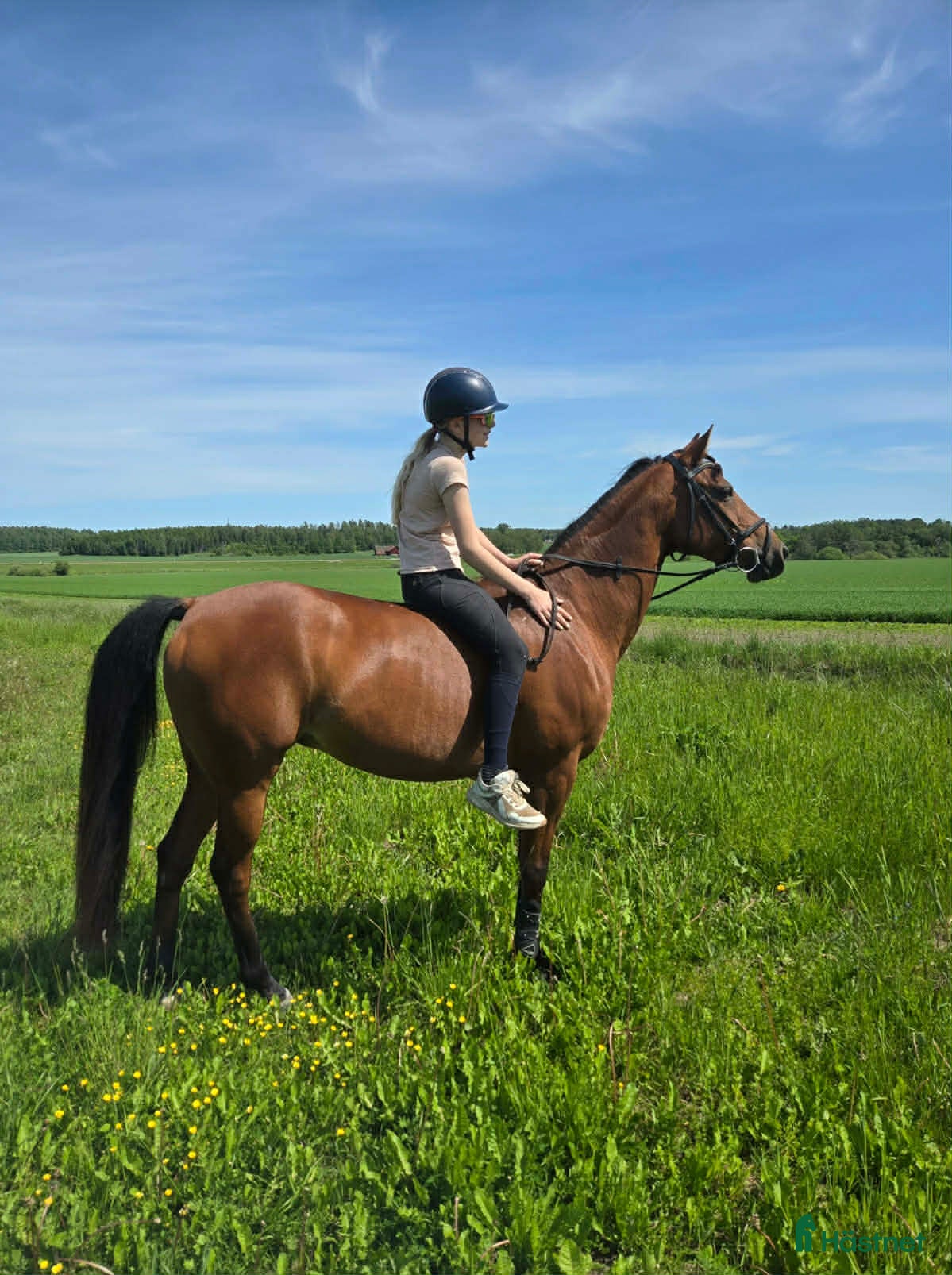  hästar Lyxig allround ponny - Annons 13