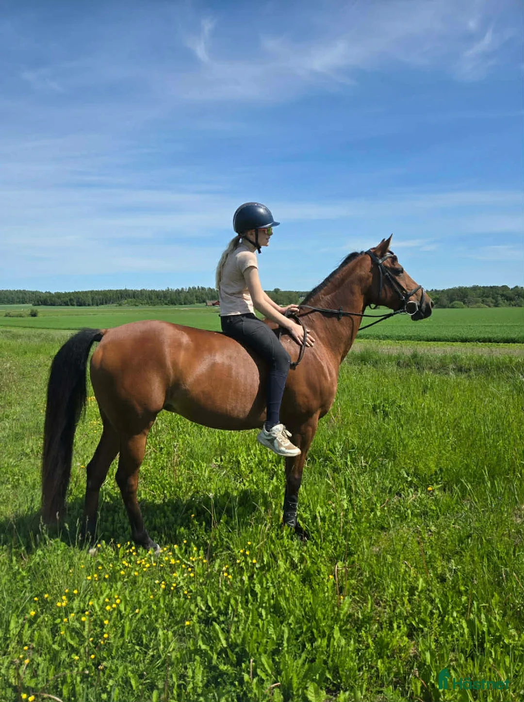 Hoppning hästar till salu: Lyxig allround ponny - Annons 1