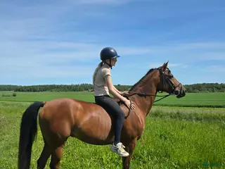 hästar Lyxig allround ponny - Annons 13