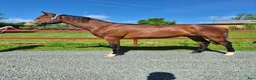 Allround hästar till salu: Vaquero  - Annons 7