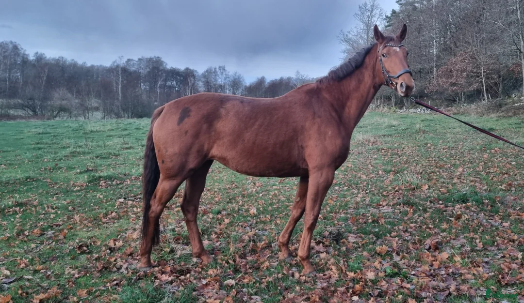 Dressyr hästar till salu: Snäll häst med stor gång och tävlingspotential - Annons 3
