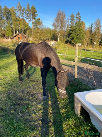 medryttarhäst finnes: Medryttare sökes i Mariefred - Annons 3