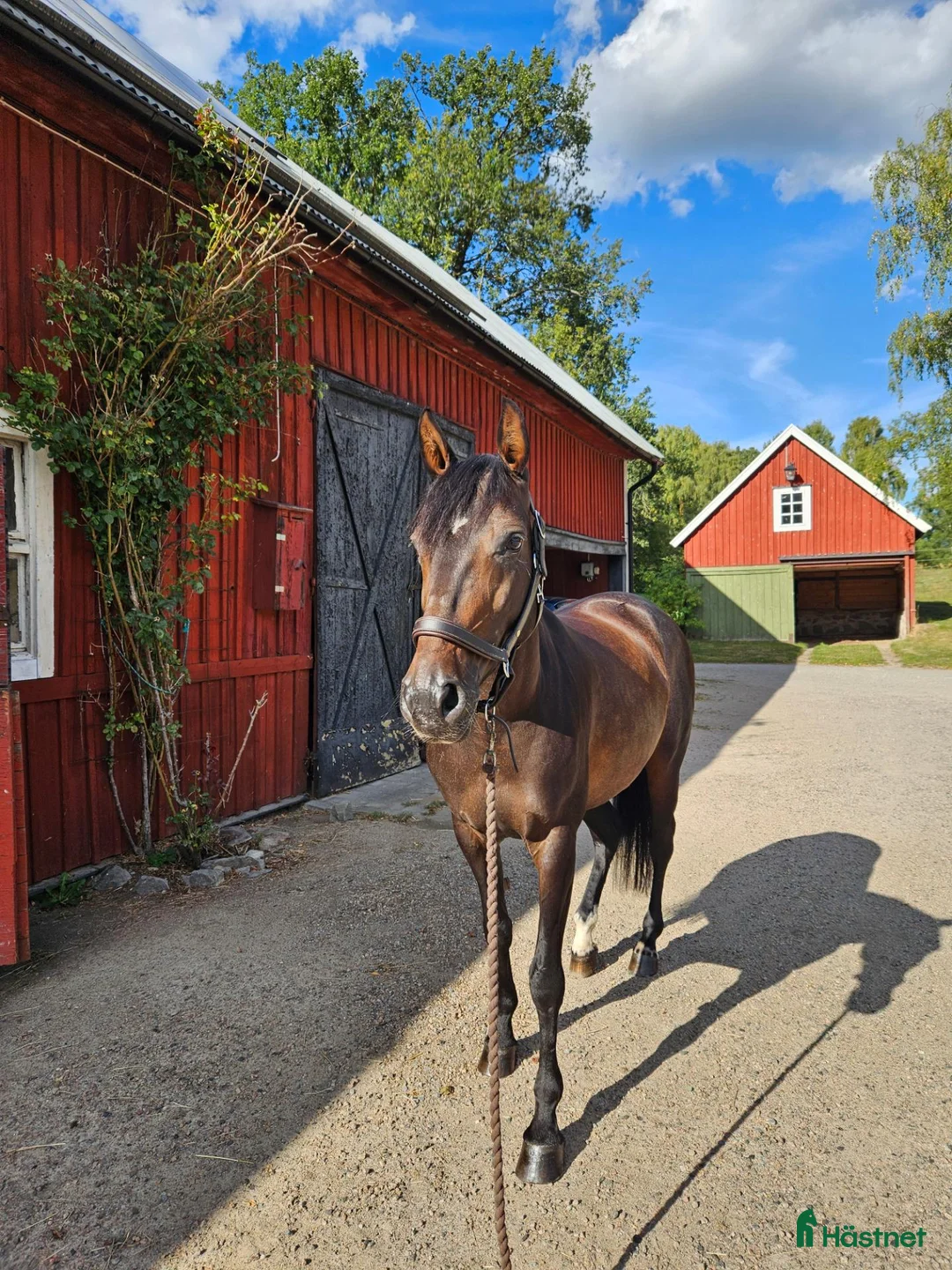 Allround hästar till salu: Hispano-arab med stort hjärta - Annons 1