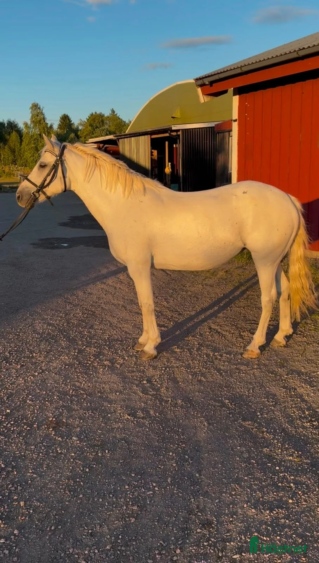 Allround hästar till salu: Nu letar vi nytt hem till vår fina "Lexi" - Annons 3