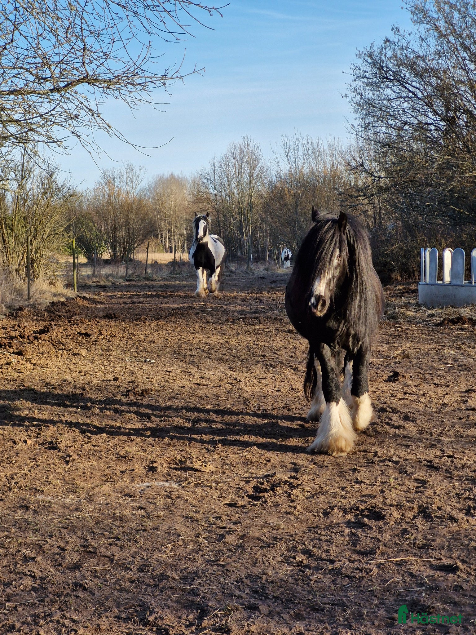 Allround hästar till salu: Vacker Irish Cob valack med mycket personlighet - Annons 4