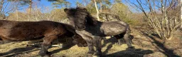 Island hästar till salu: Snygg och välhanterad svenskfödd konstantskimmel - Annons 8