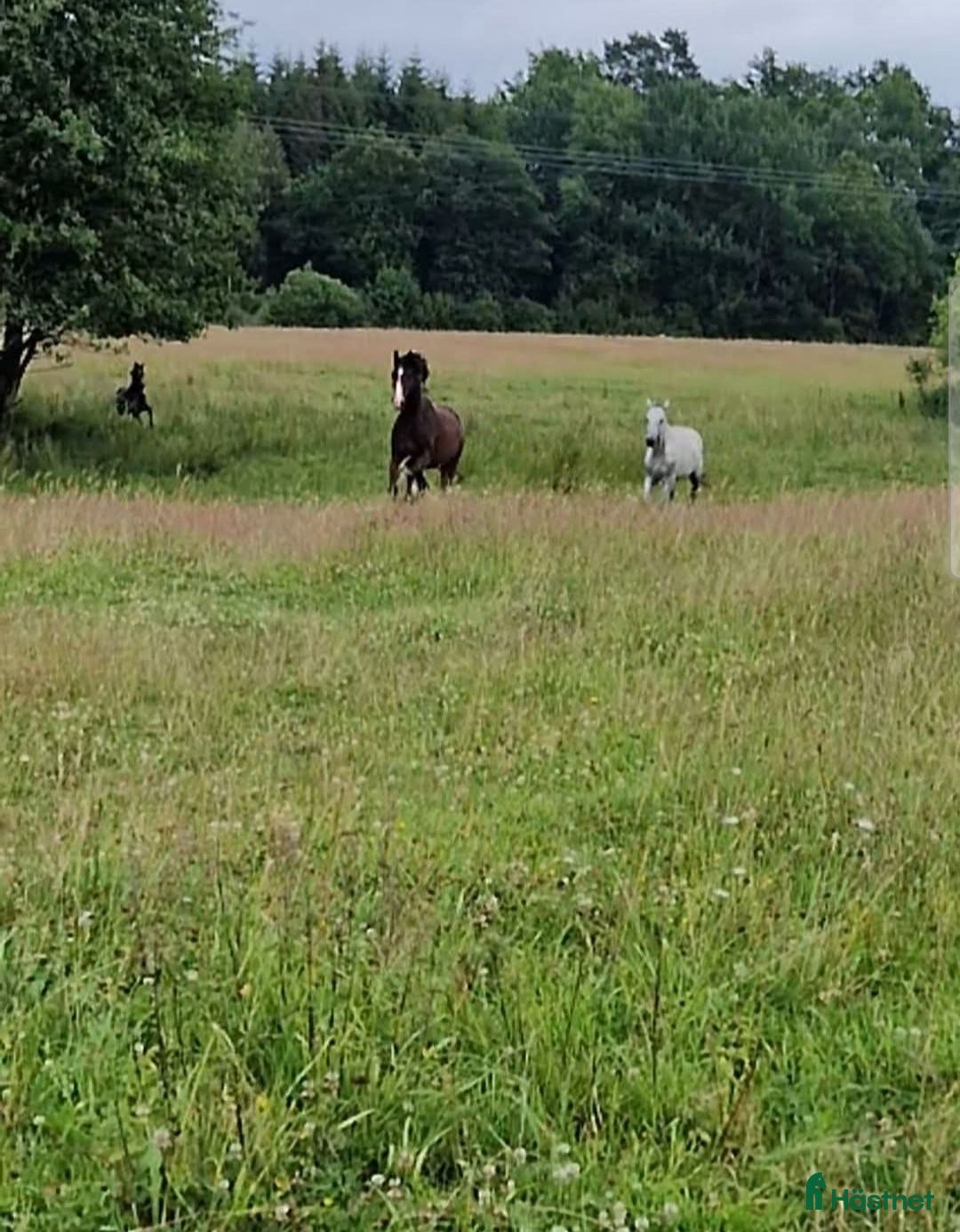  stallplats finnes: Lösdrift och bete  i Munka-ljungby - Annons 1