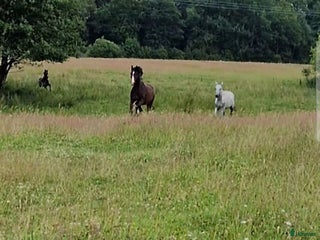 stallplats Lösdrift och bete i Munka-ljungby - Annons 10