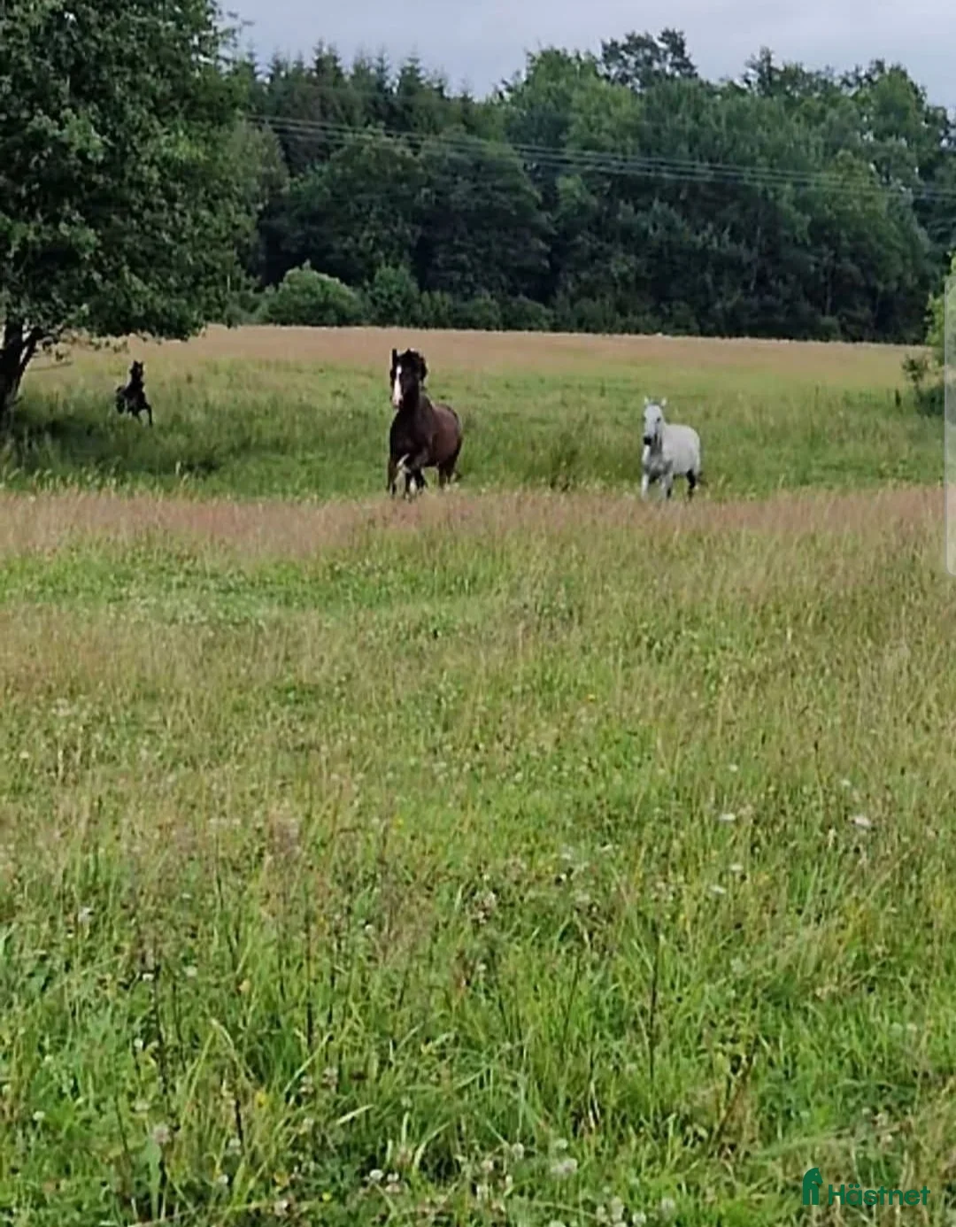  stallplats finnes: Lösdrift och bete  i Munka-ljungby - Annons 1