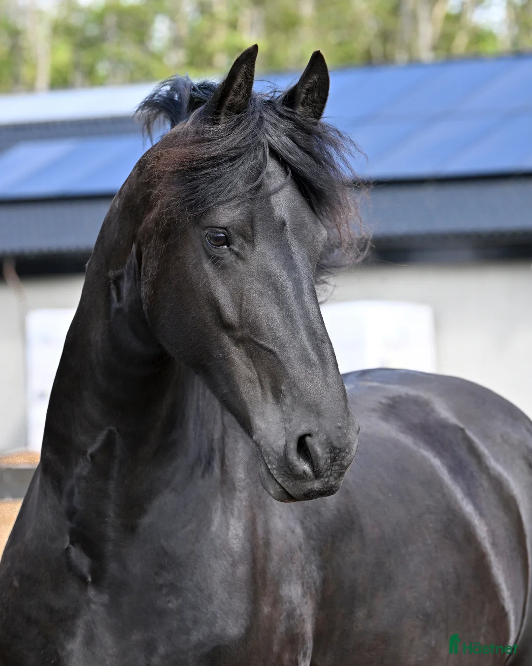 Allround hästar till salu: Underbart sto, projekt i Vallda - Annons 2