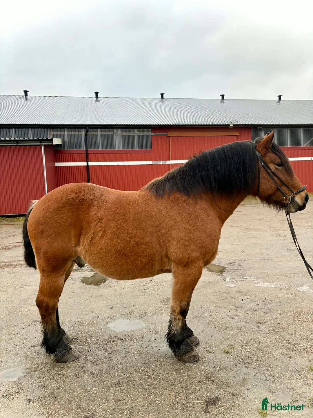 Allround hästar till salu: Trevlig ardenner valack född 2019 på ca 155cm! i Spekeröd - Annons 2
