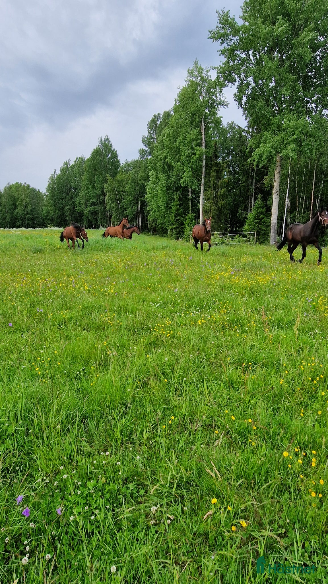  stallplats Sommarbete finnes mitt mellan Borlänge och Säter  - Annons 9