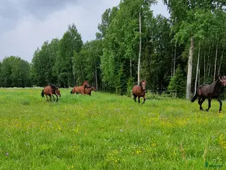 stallplats Sommarbete finnes mitt mellan Borlänge och Säter - Annons 9
