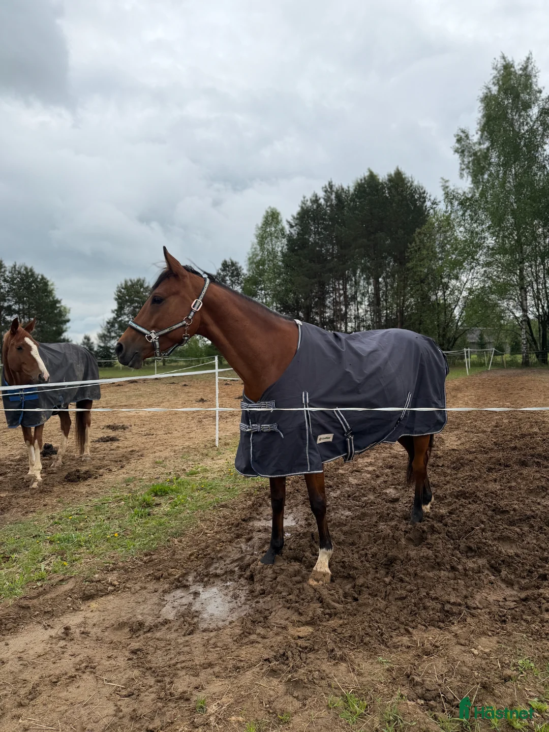 Allround hästar till salu: Calm and lovely mare for any kind of rider! - Annons 4