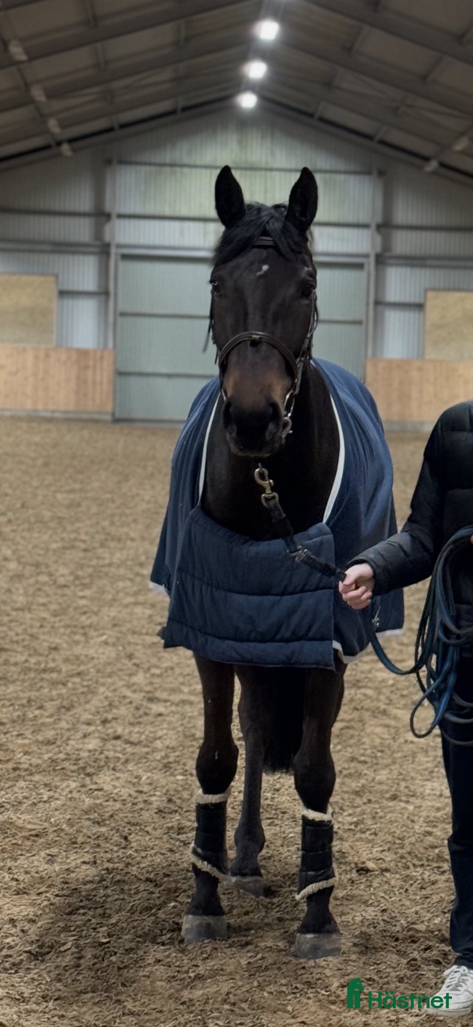  hästar Avelssto f. 2016 e. Argus da Carma, u. Irco Mena - Annons 2