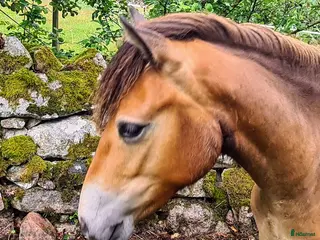 hästar Guldklimp - Annons 15