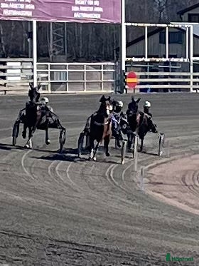  hästar Starthäst att leasa - Annons 1