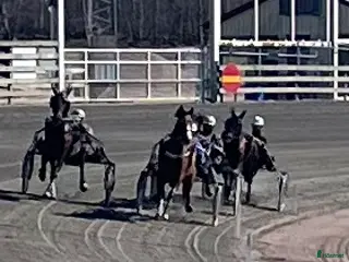 hästar Starthäst att leasa - Annons 1