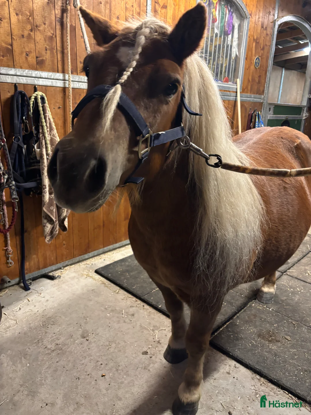 Allround hästar till salu: Charmig shetlandsponny! - Annons 2