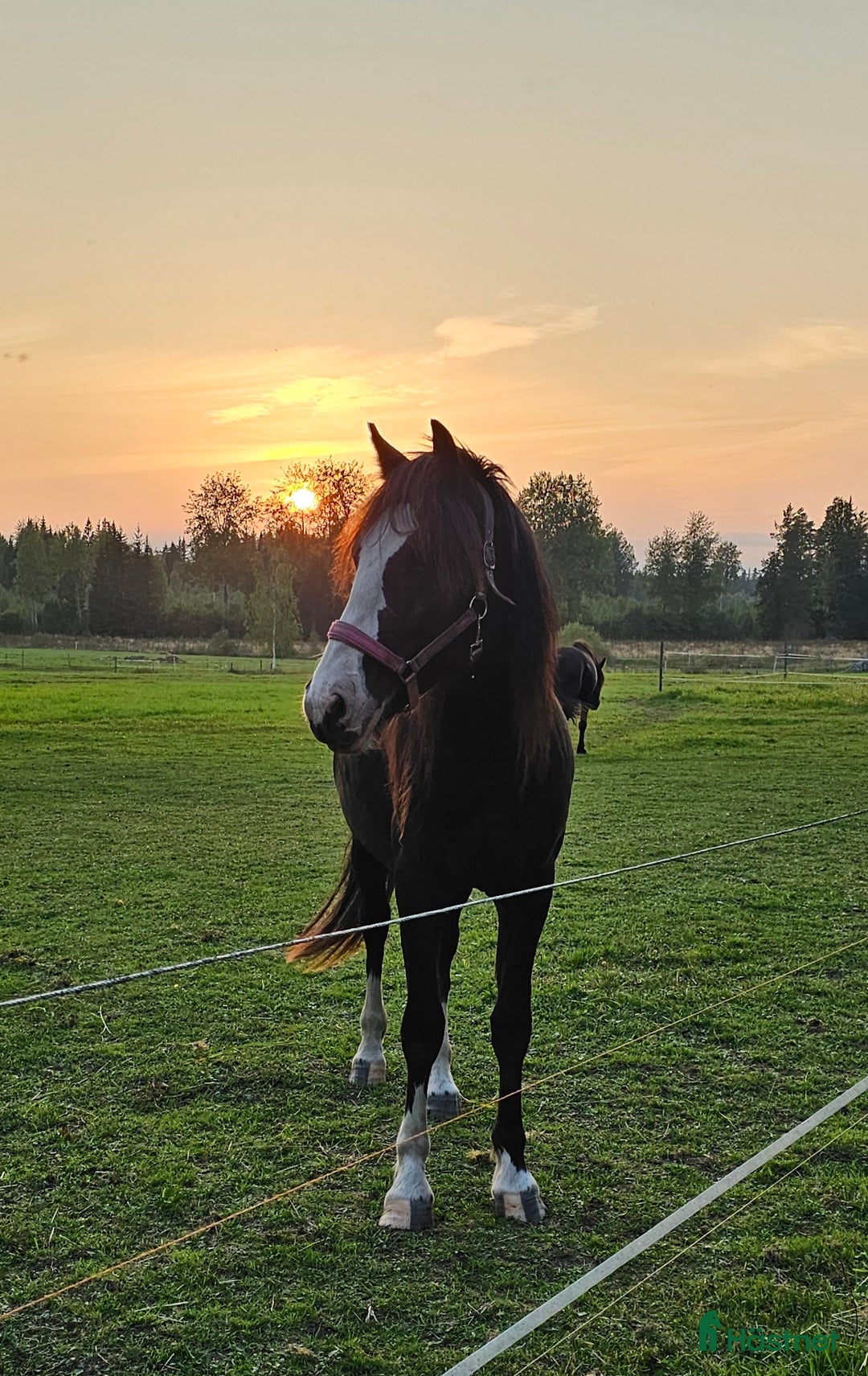 Allround hästar till salu: Vackraste tjejen i Kungsgården - Annons 1