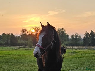 hästar Vackraste tjejen i Kungsgården - Annons 15