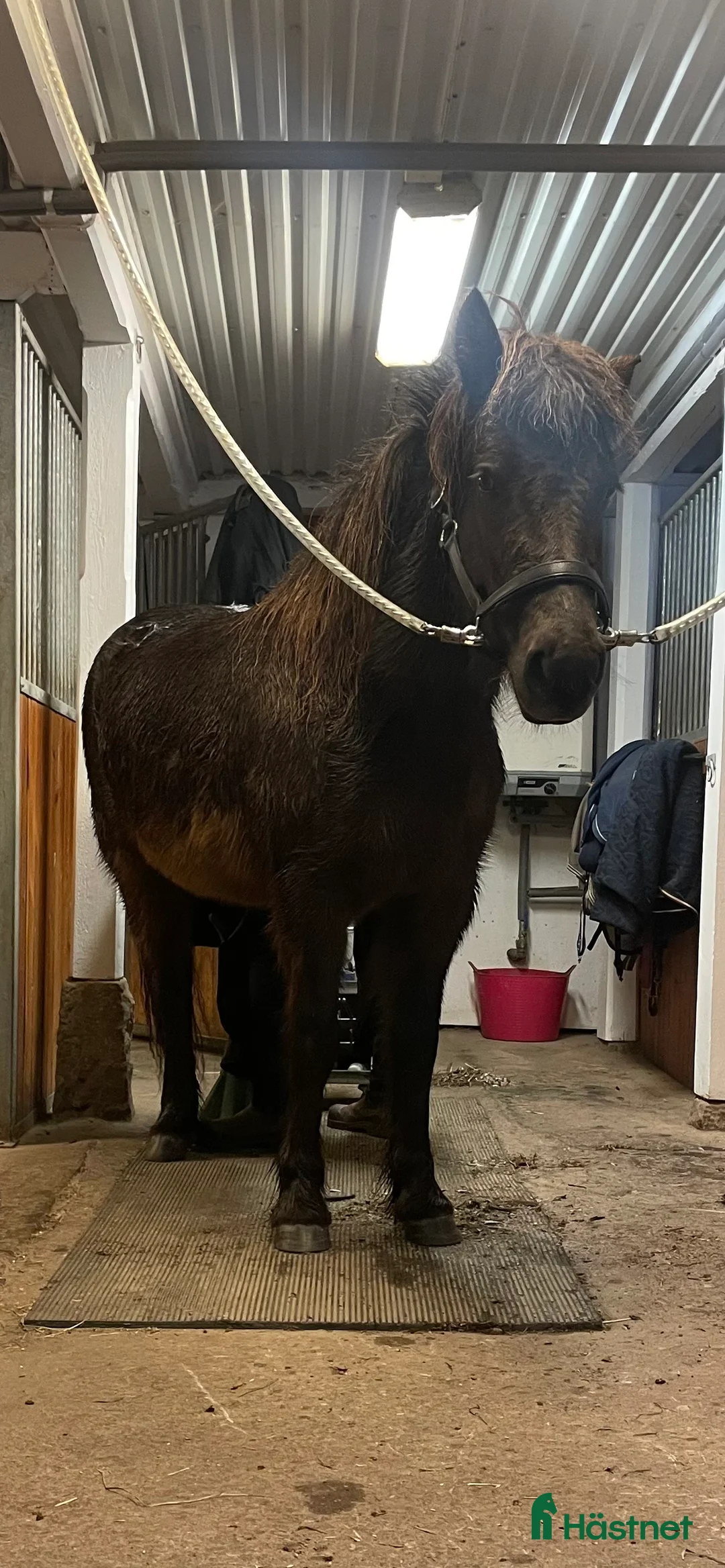 Island hästar till salu: Sto född 2021 söker nytt hem i Mjölby - Annons 3