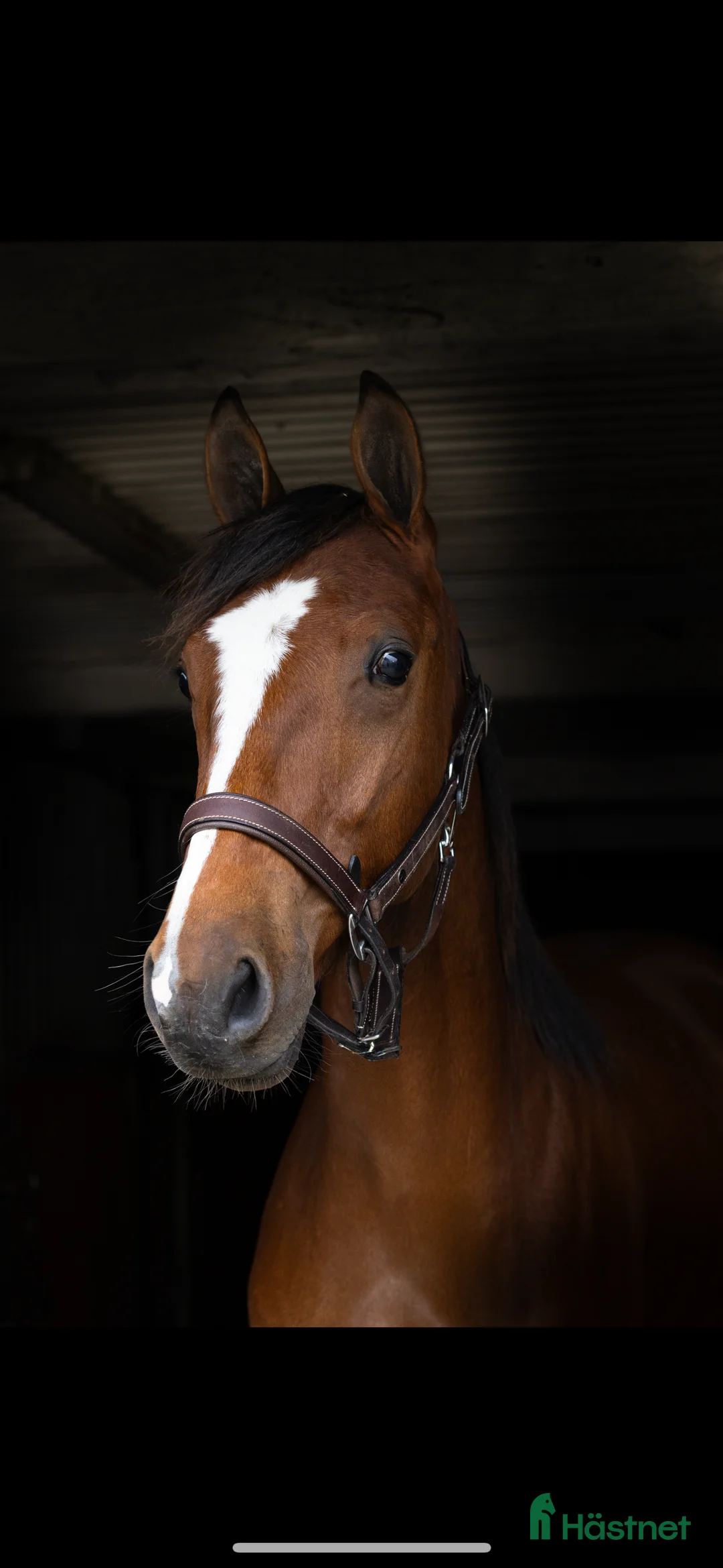 Trav hästar till salu: Andelshäst - Annons 3